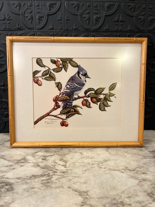 Blue Jay with Canada Plum Framed