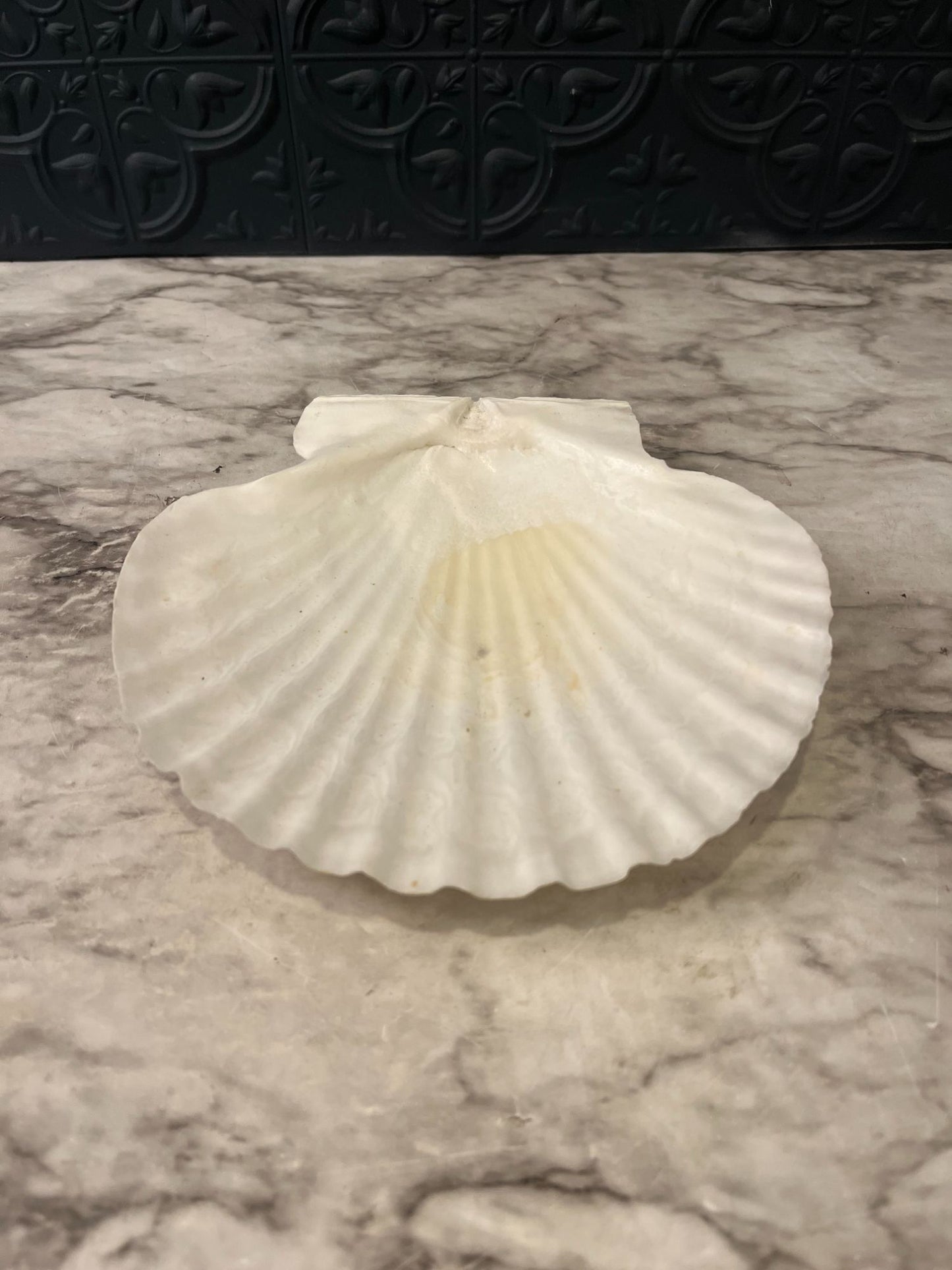 Clam Shell Dish