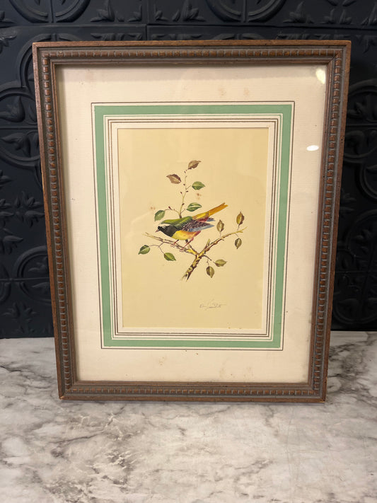 Vintage Print Bird Framed green,yellow,blue