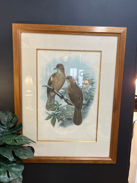 Large Framed Print of Birds