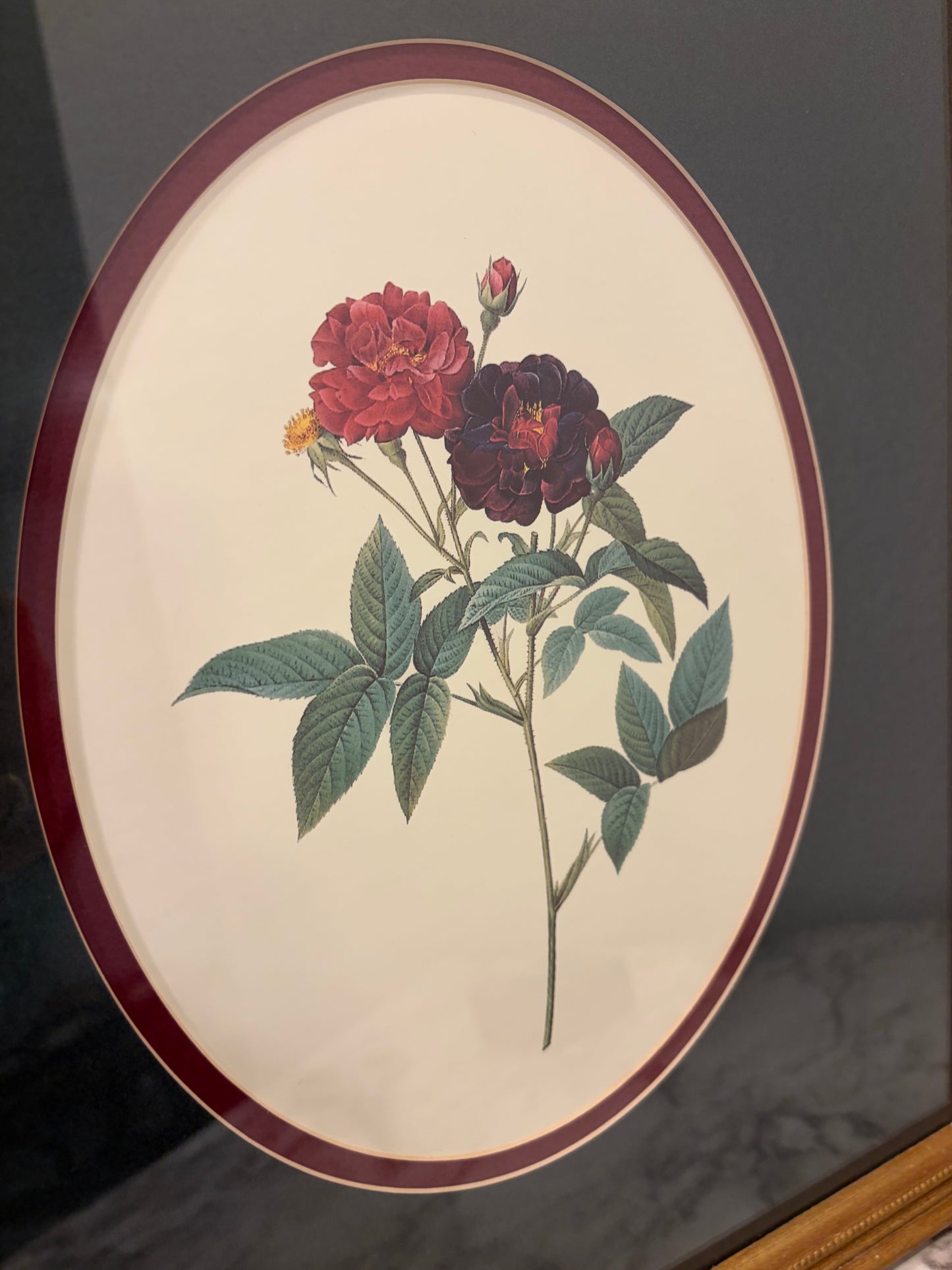 Framed Print "Rose of Van Eden"
