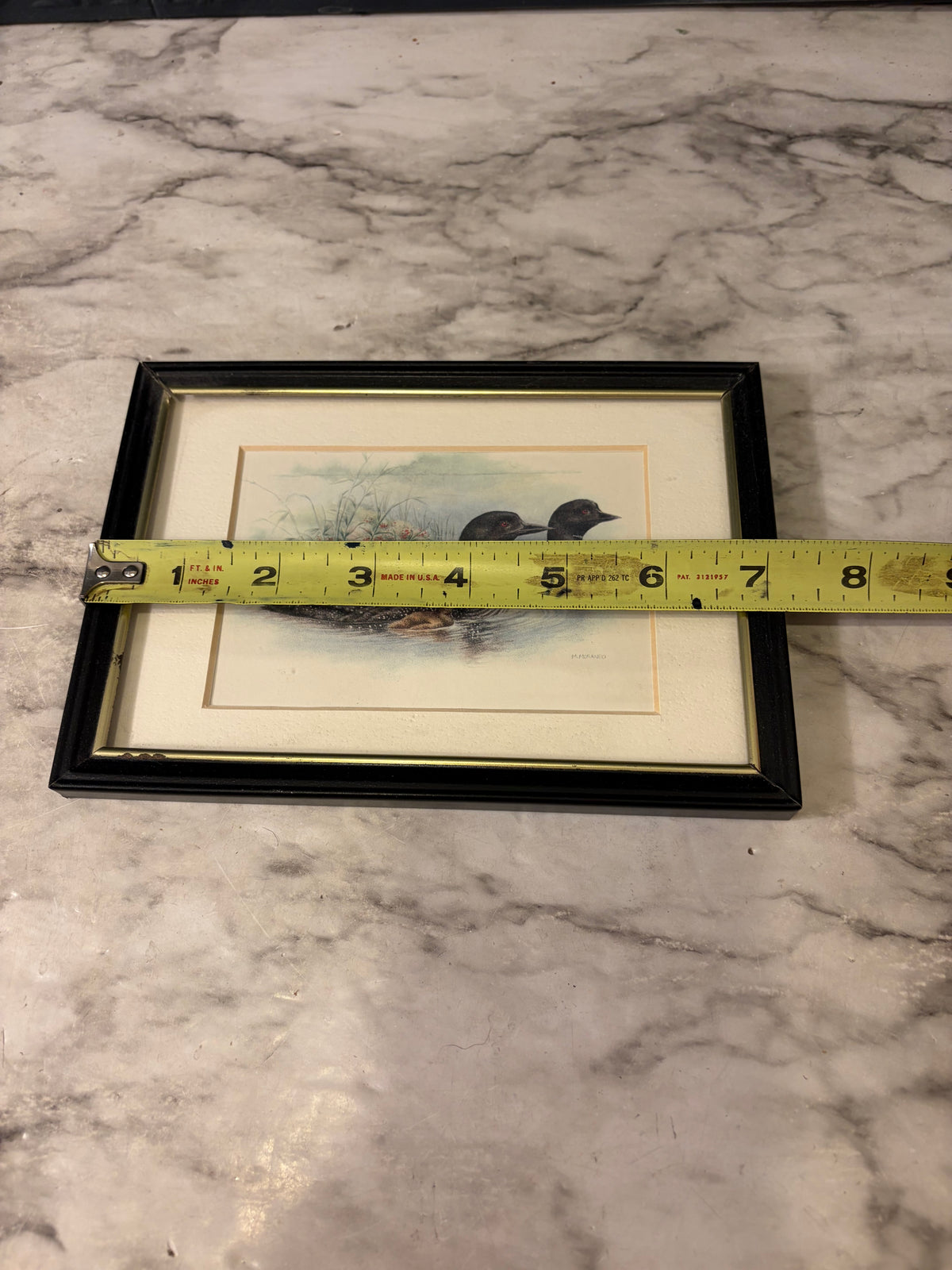 Small Loon Print Framed