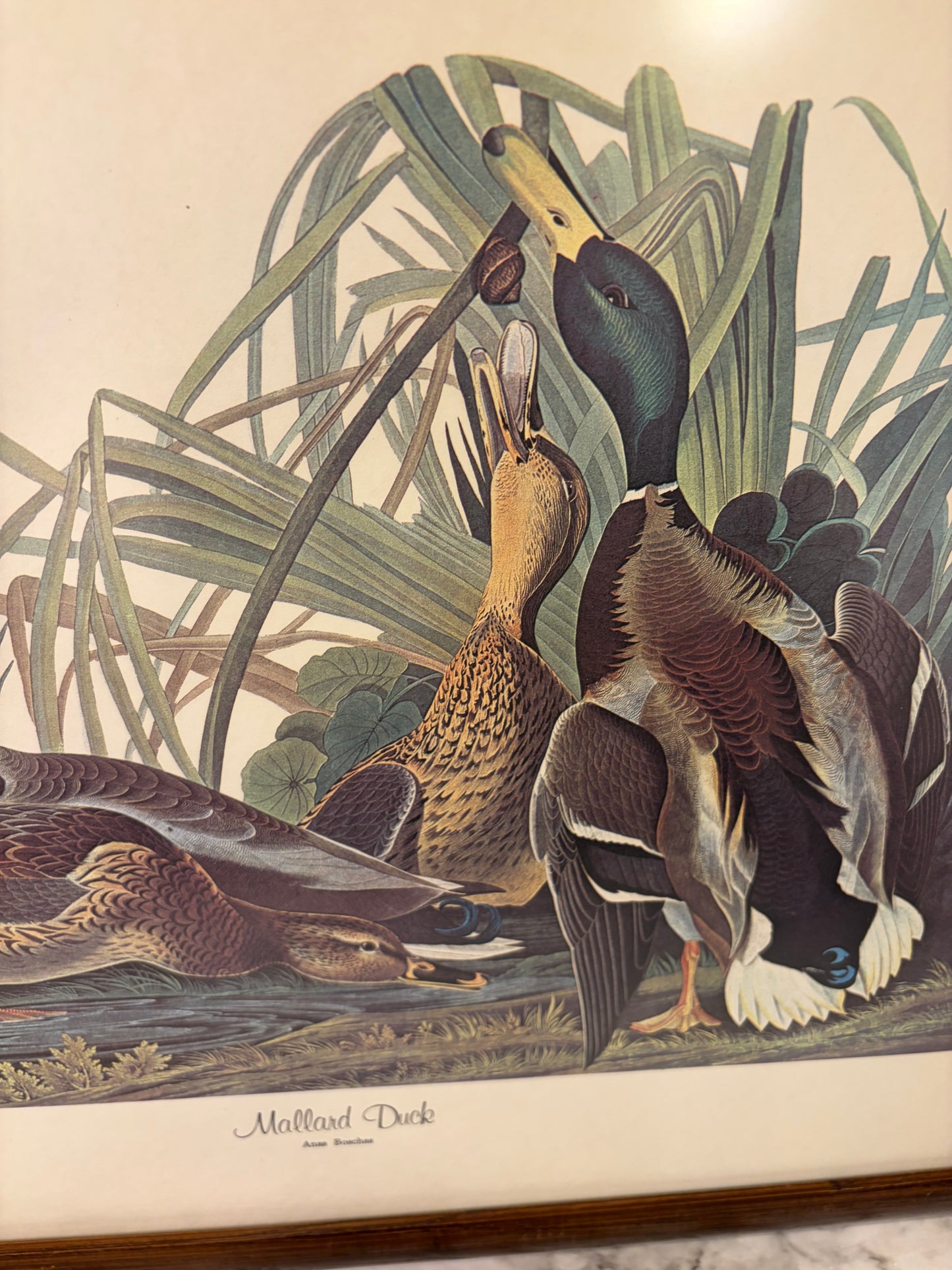 Mallard Duck Print by John James Audubon