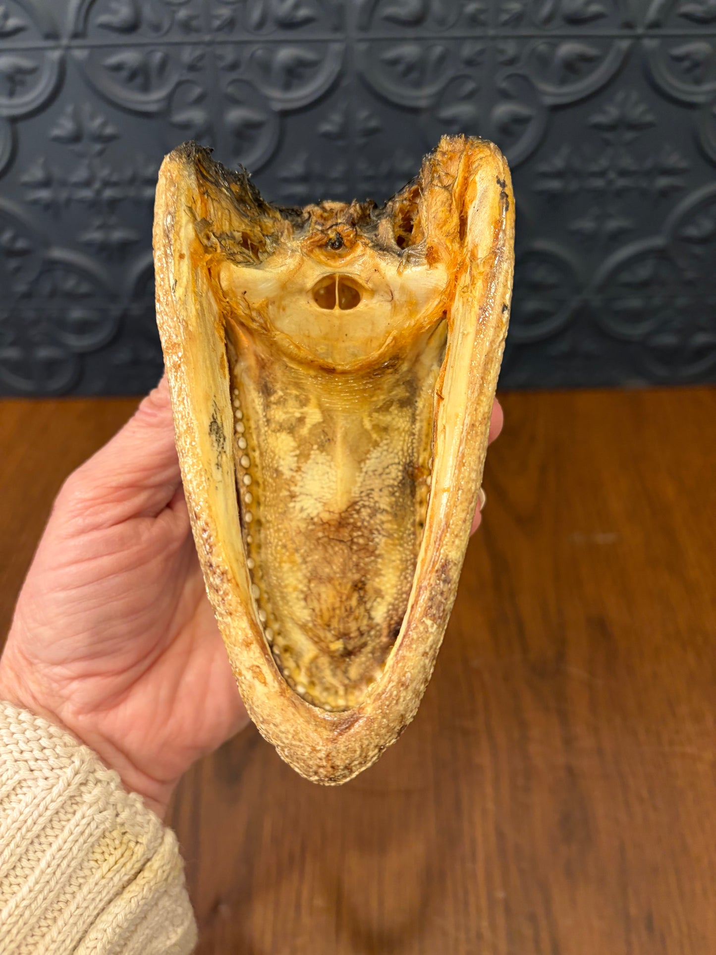 Small Taxidermy Alligator Head