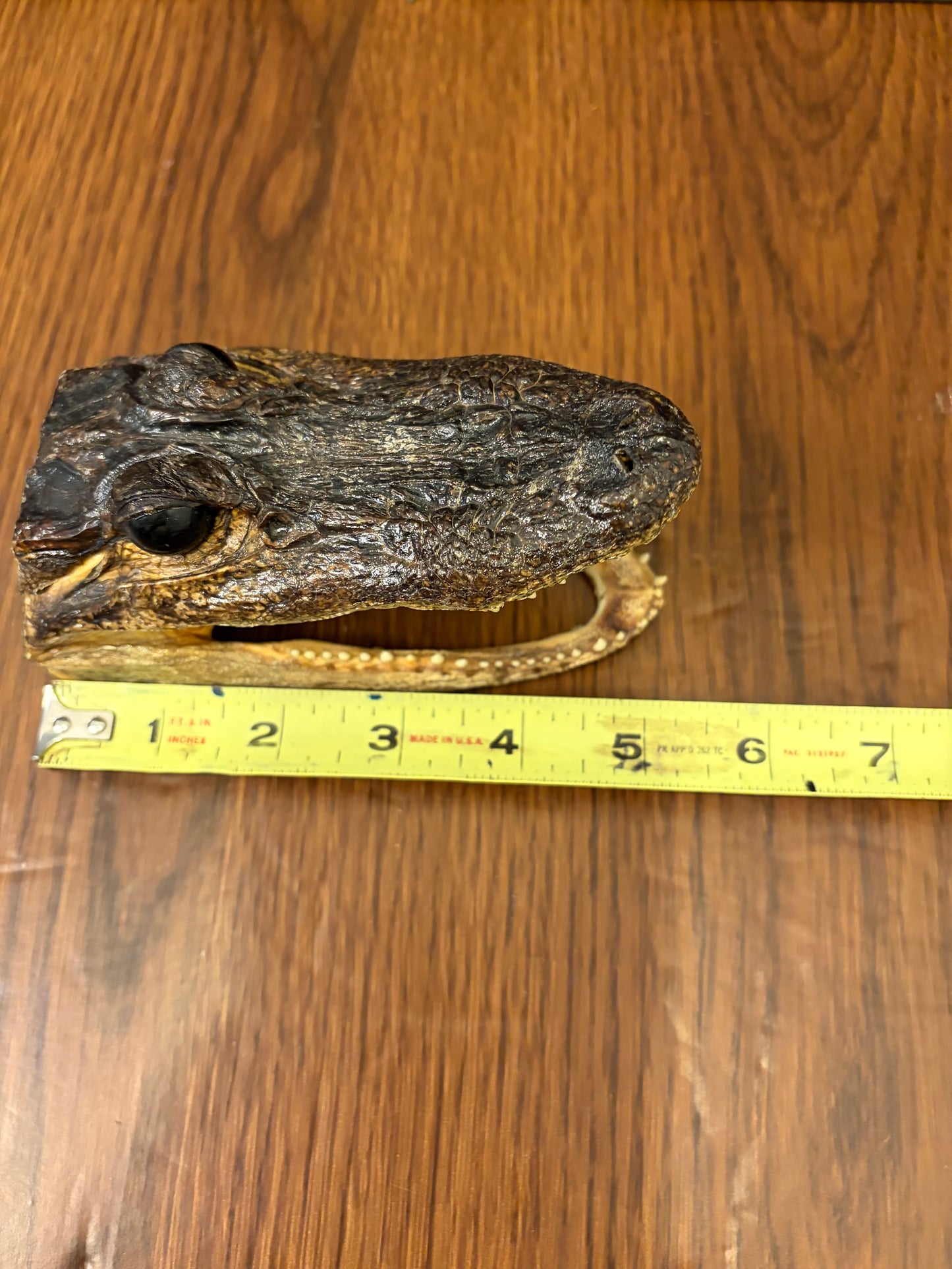 Small Taxidermy Alligator Head