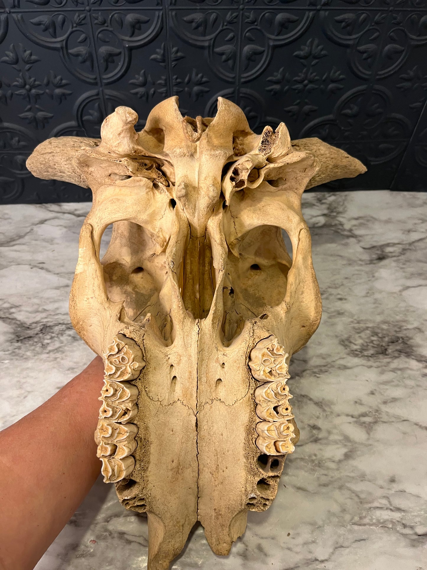 Steer Skull