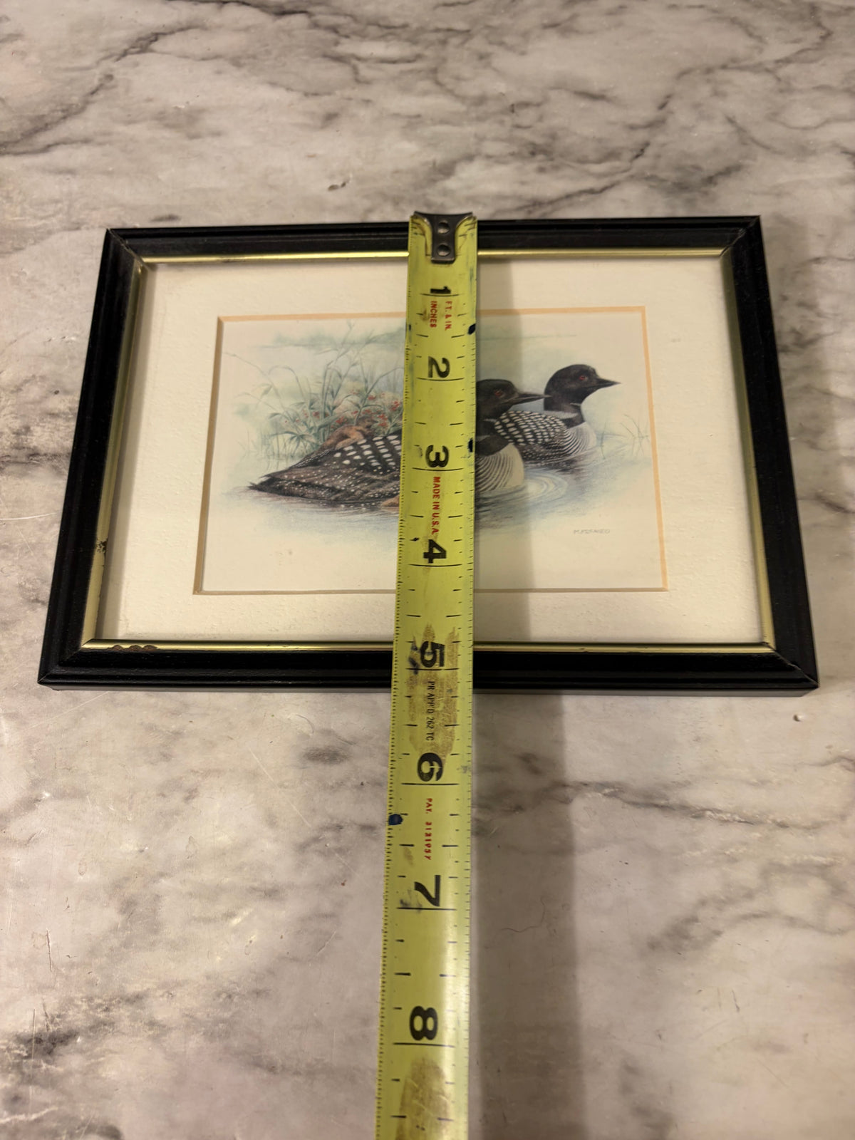 Small Loon Print Framed