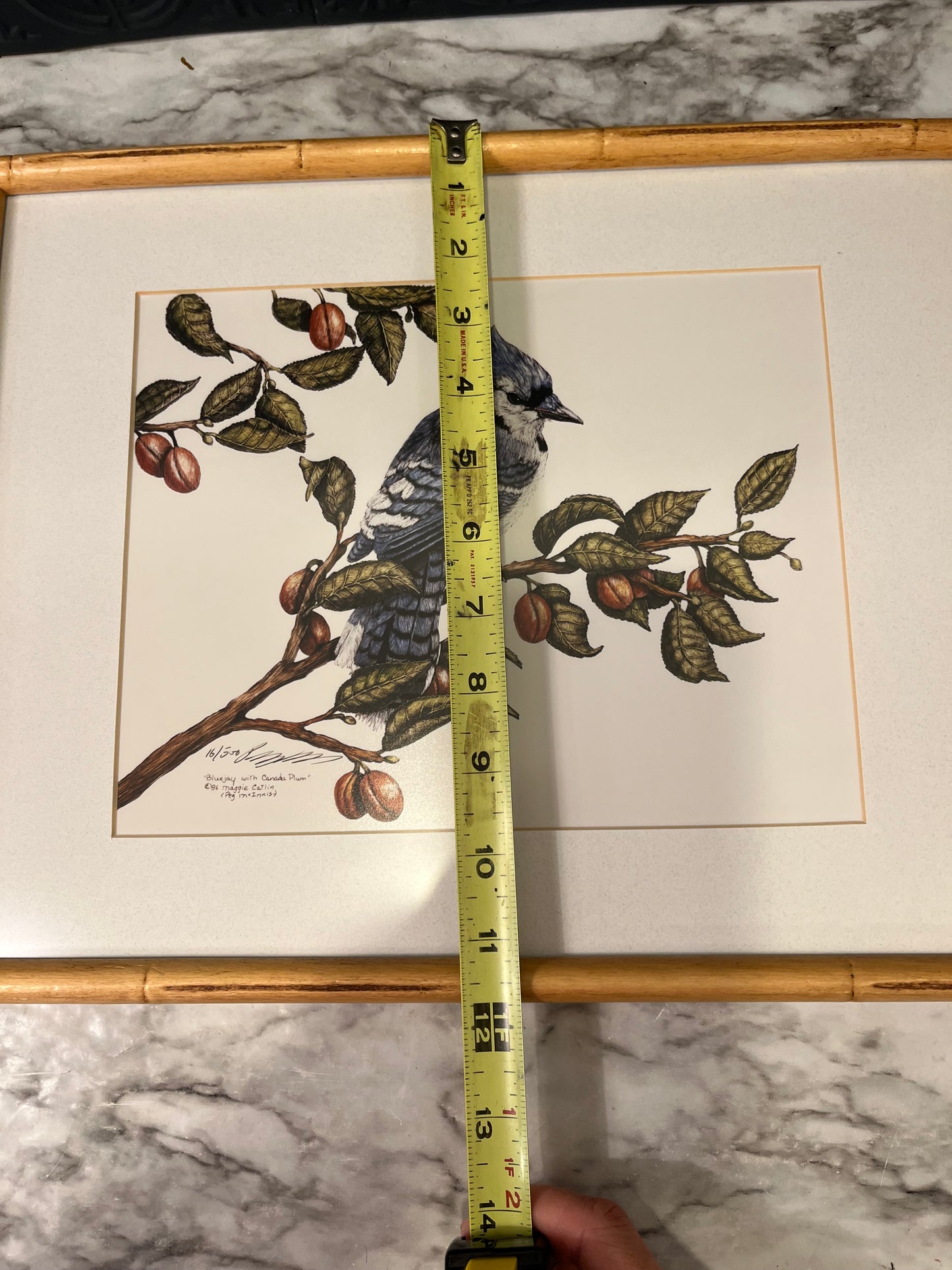 Blue Jay with Canada Plum Framed