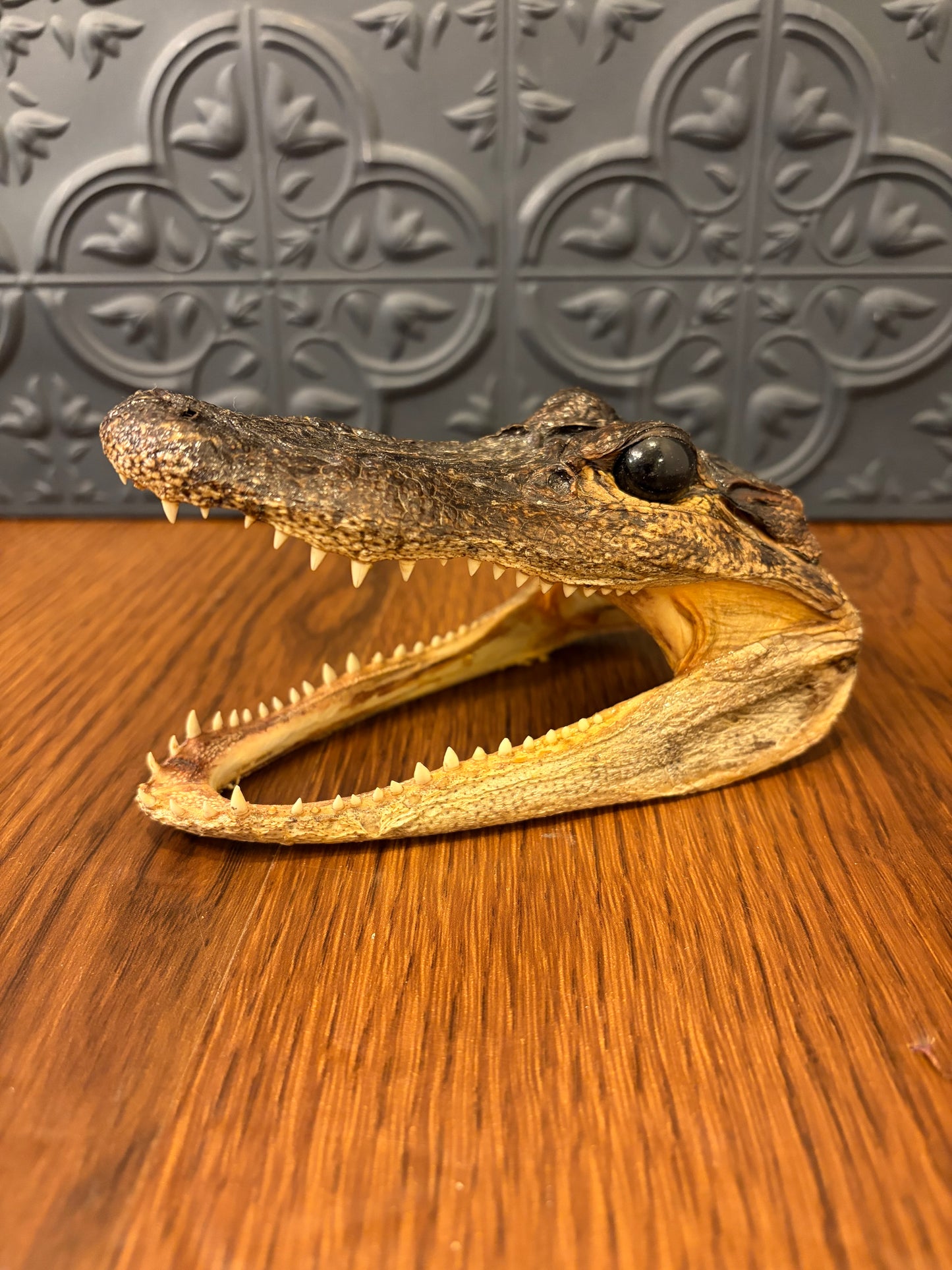 Small Taxidermy Alligator Head