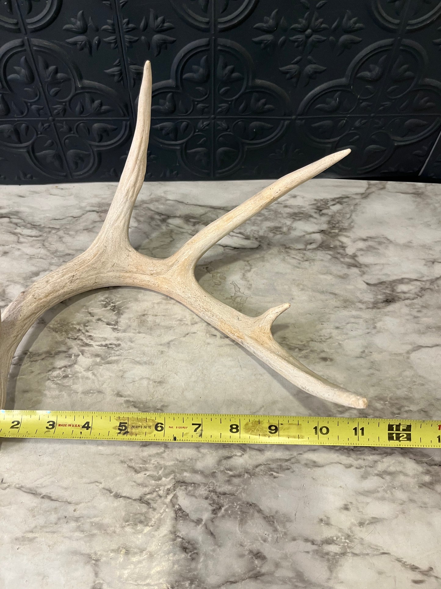 5 point Antler Shed