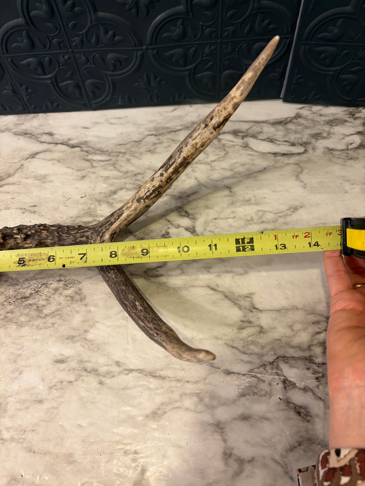 13" Deer Antler Shed