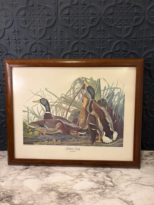 Mallard Duck Print by John James Audubon