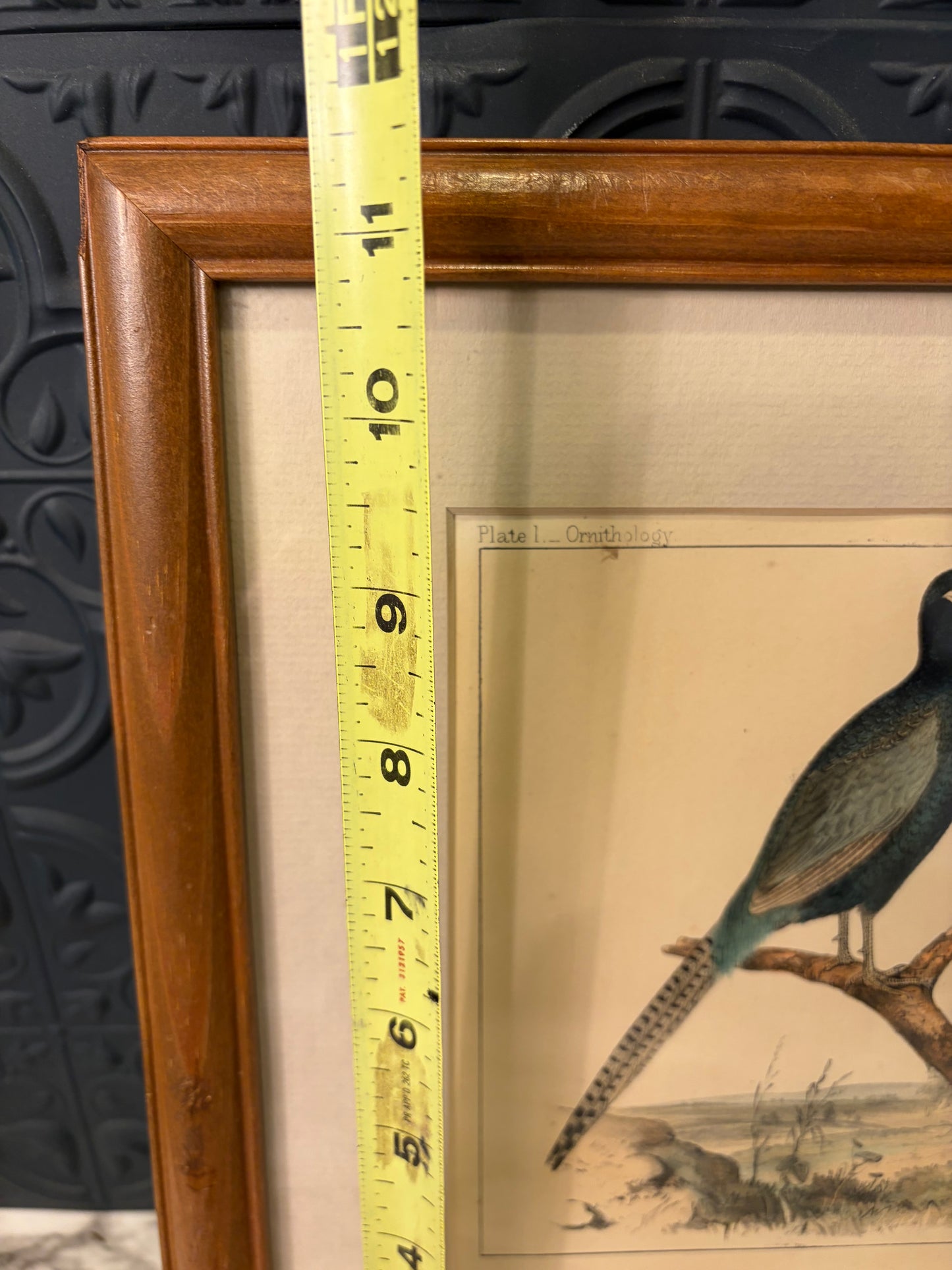 Plate I Ornithology Pheasant lithograph Framed