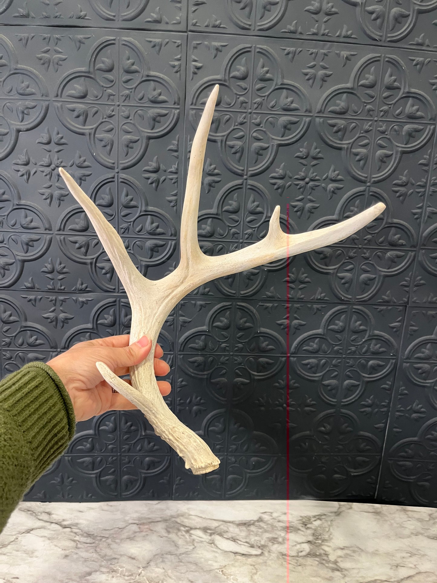 5 point Antler Shed