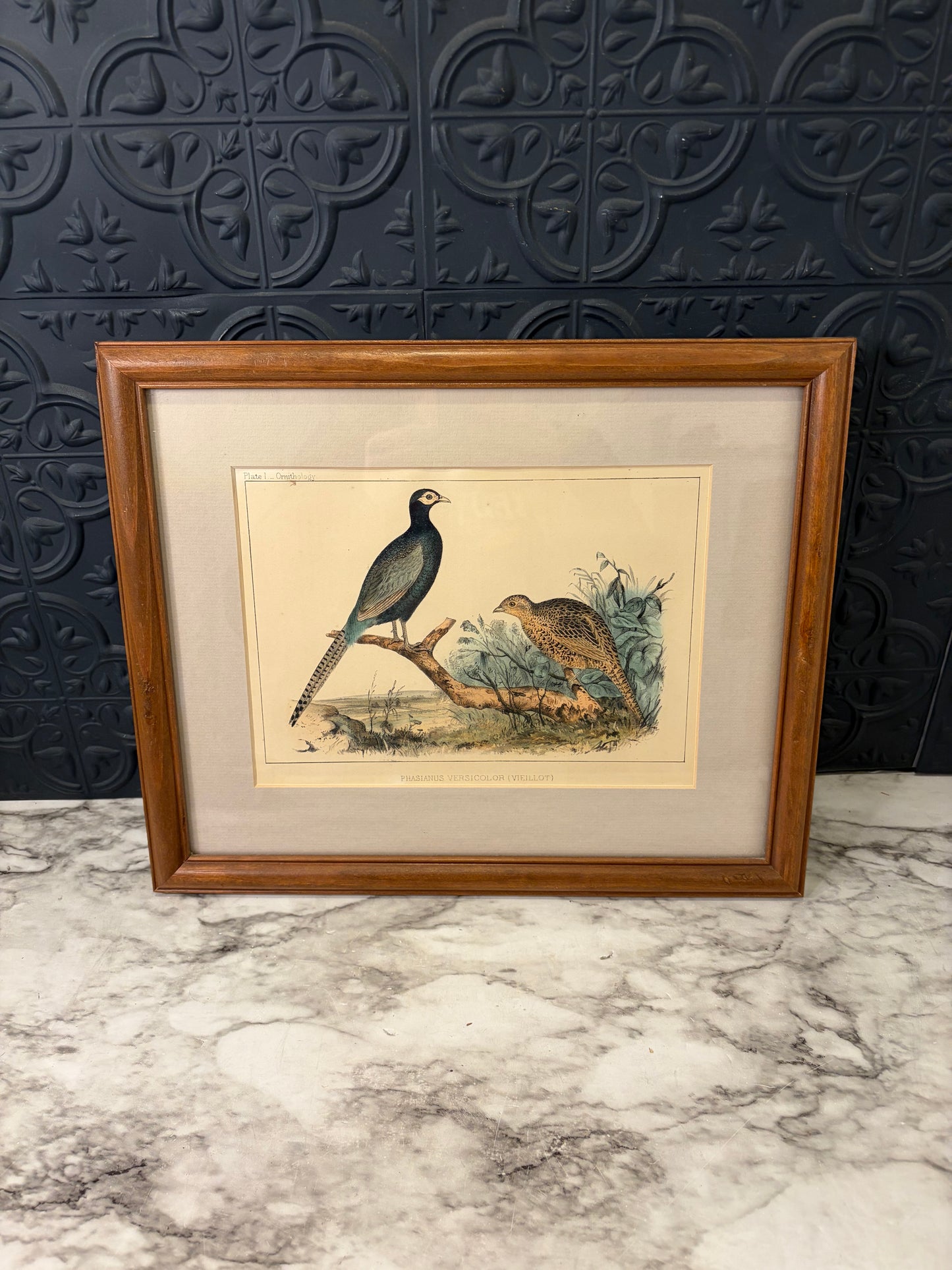 Plate I Ornithology Pheasant lithograph Framed