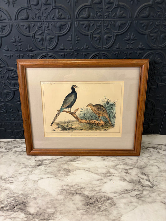 Plate I Ornithology Pheasant lithograph Framed