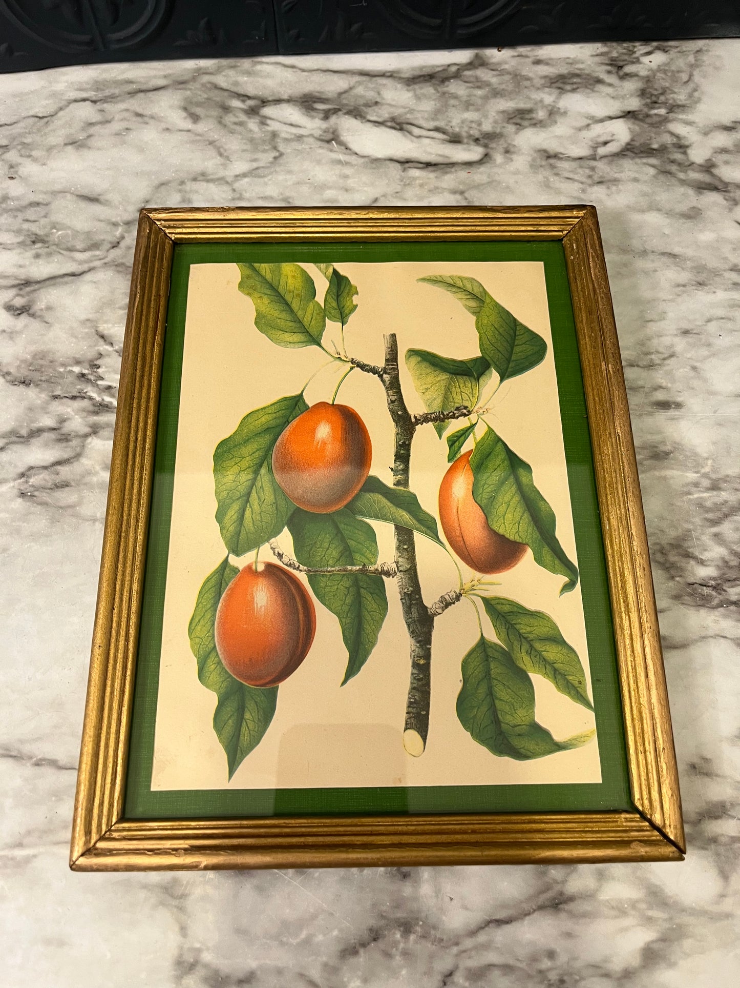 Plum framed botanical print