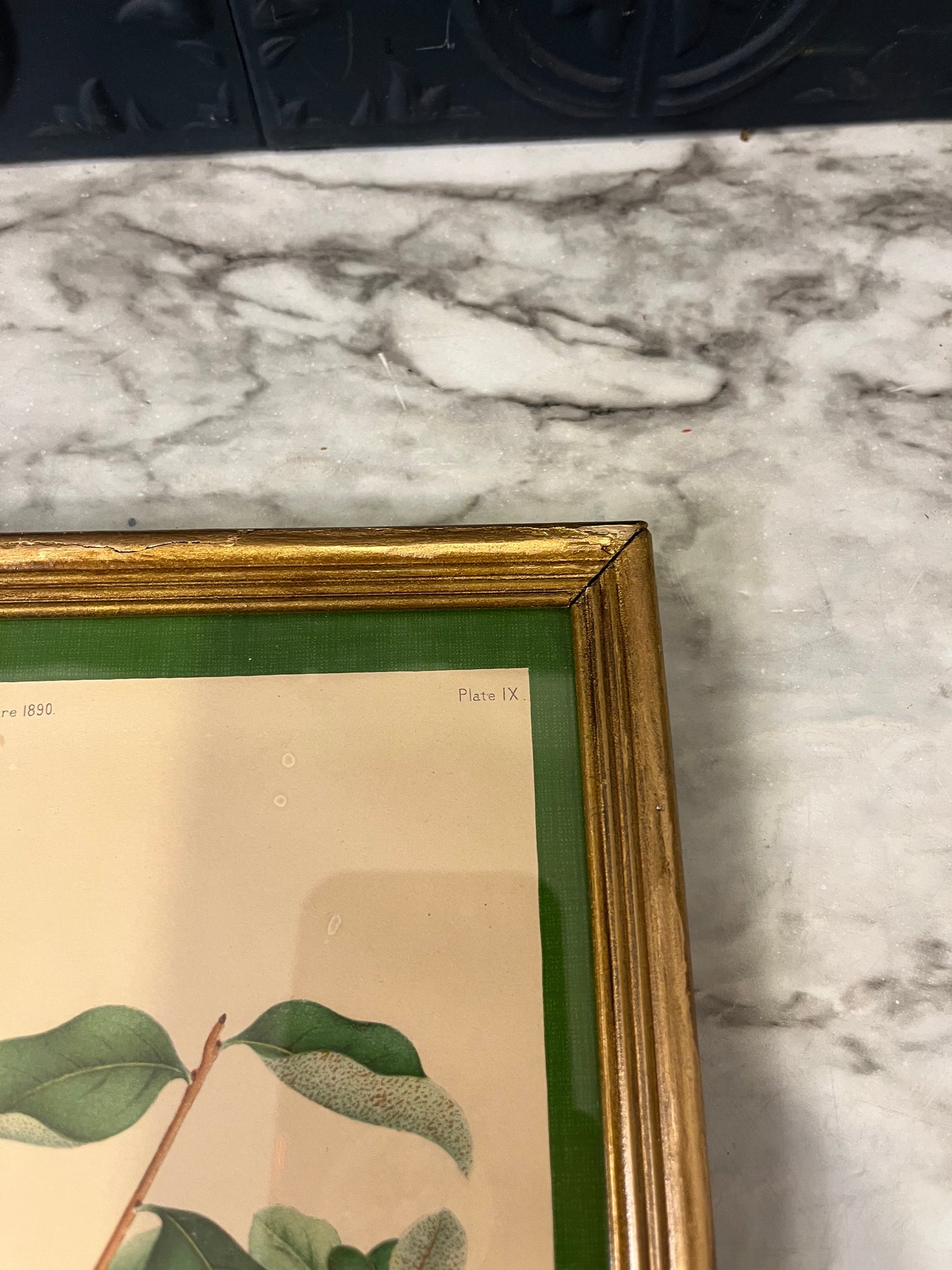Goumi frame botanical print