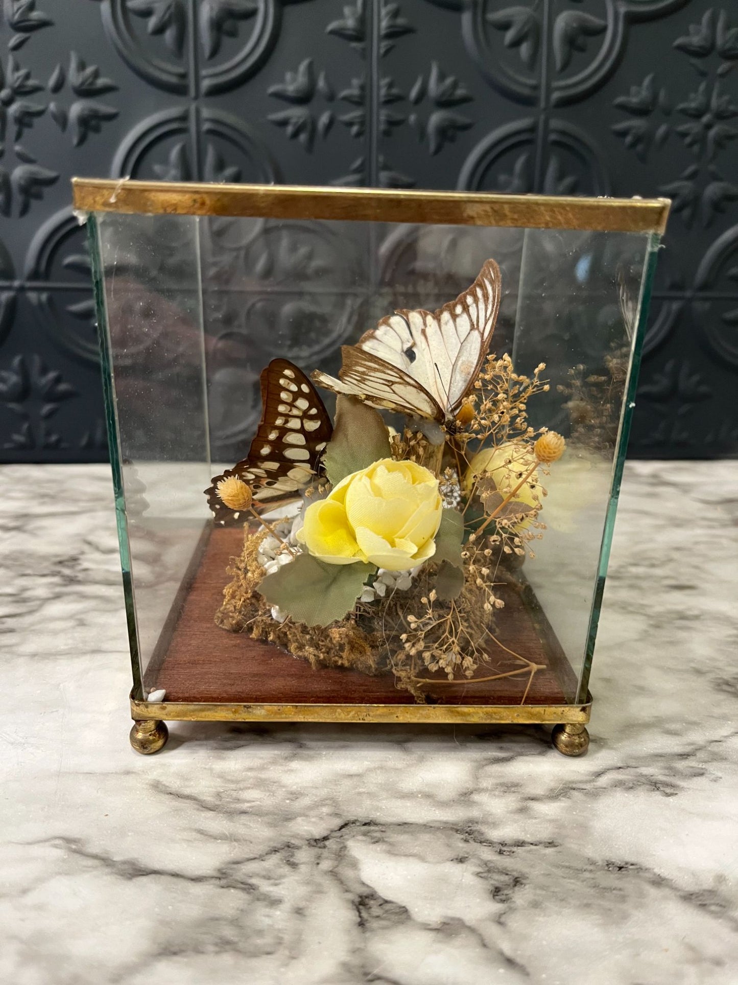 Butterflies in Glass Box