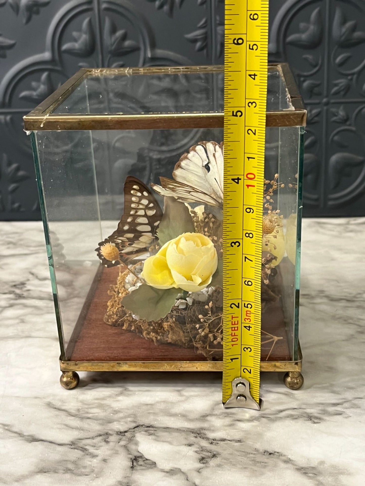 Butterflies in Glass Box