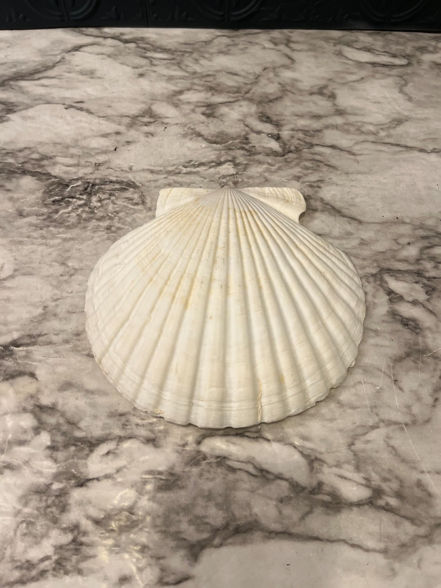 Clam Shell Dish