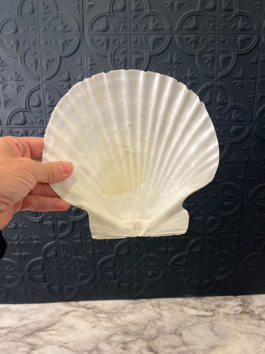 Clam Shell Dish